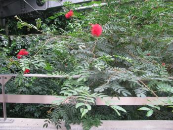 カリアンドラ・ハエマトケファラ カリアンドラ・ハエマトケファラ