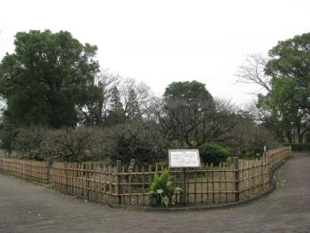 梅園 梅園