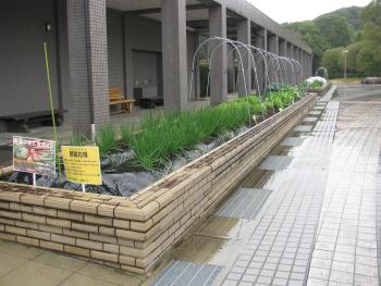 野菜花壇