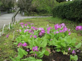 サクラソウ サクラソウ