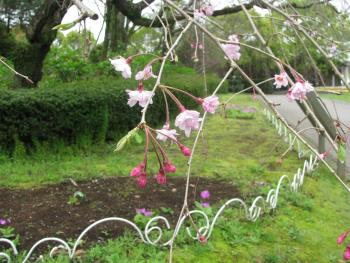 シダレザクラ シダレザクラ