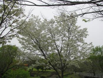 チハラザクラ チハラザクラ