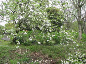 オオシマザクラ オオシマザクラ