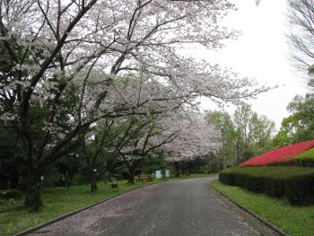 ソメイヨシノ ソメイヨシノ