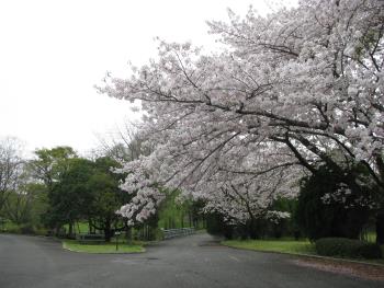 ソメイヨシノ ソメイヨシノ