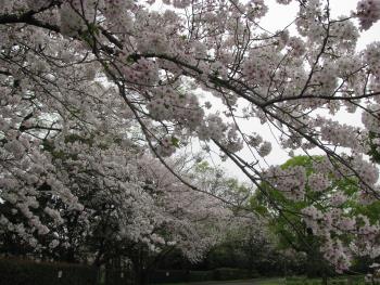 ソメイヨシノ ソメイヨシノ
