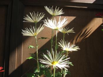 肥後菊 肥後菊