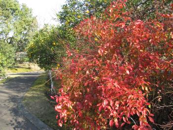紅葉 紅葉