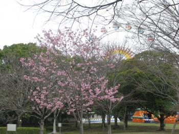 サクラ サクラ