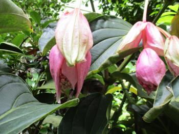 メディニラ・マグニフィカ メディニラ・マグニフィカ