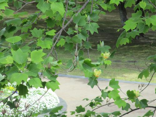 ユリノキ ユリノキ