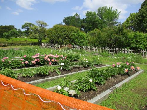 肥後しゃくやく 肥後しゃくやく