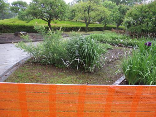 クララ クララ