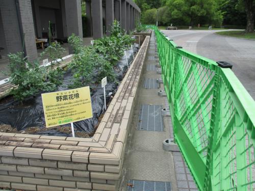野菜花壇 野菜花壇