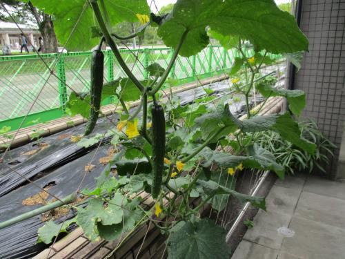 野菜花壇 野菜花壇