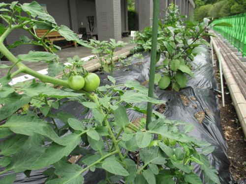 野菜花壇 野菜花壇