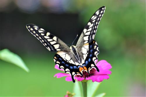 キアゲハ キアゲハ