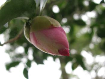 肥後山茶花‘明行空‘