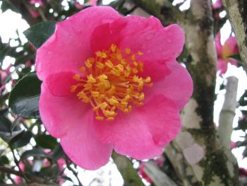肥後山茶花‘紅桜‘