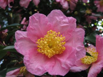 肥後さざんか‘桜月夜’ 肥後さざんか‘桜月夜’