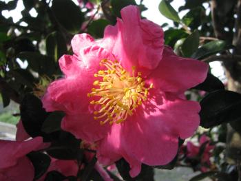肥後さざんか‘紅桜’ 肥後さざんか‘紅桜’