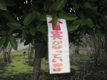 実がなっています 実がなっています