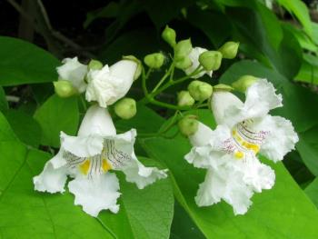 カタルパ05/17 カタルパ05/17