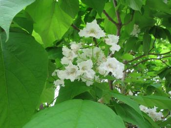 カタルパ05/17 カタルパ05/17