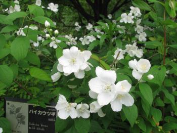 バイカウツギ05/17 バイカウツギ05/17