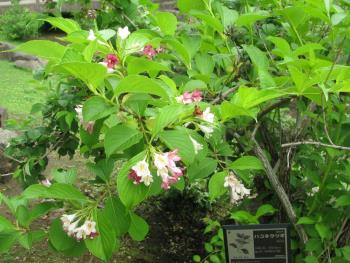 ハコネウツギ05/17 ハコネウツギ05/17