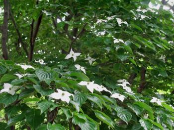 ヤマボウシ05/17 ヤマボウシ05/17