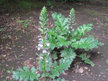 アカンサス05/17 アカンサス05/17