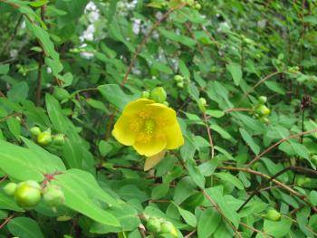 キンシバイ05/17 キンシバイ05/17