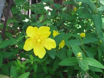 ヒペリカム”ヒデコート”05/19 ヒペリカム”ヒデコート”05/19