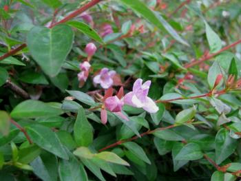 アベリア”エドワードゴーチャー”05/17 アベリア”エドワードゴーチャー”05/17