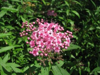 シモツケ05/19 シモツケ05/19