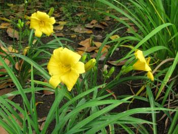 ヘメロカリス05/17 ヘメロカリス05/17