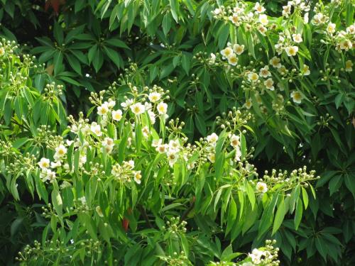 イジュ0608 イジュ0608