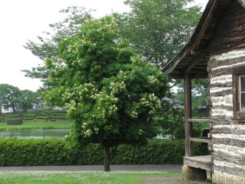 イジュ0611 イジュ0611