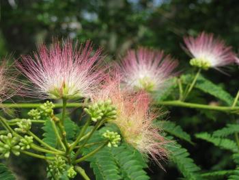 ネムノキ0607 ネムノキ0607