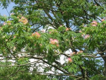 ネムノキ0607 ネムノキ0607