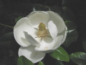 タイサンボク0607 タイサンボク0607