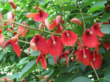 アメリカデイゴ0608 アメリカデイゴ0608