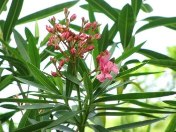 キョウチクトウ0607 キョウチクトウ0607