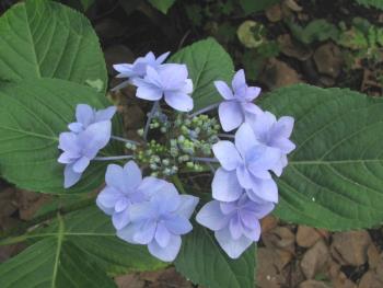 アジサイ0607 アジサイ0607