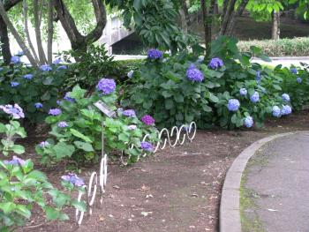 アジサイ0610 アジサイ0610