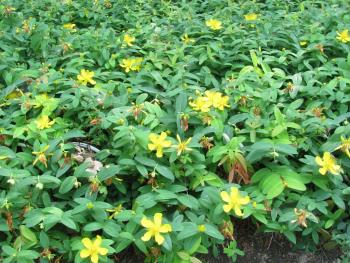 ヒペリカムカリシナム0608 ヒペリカムカリシナム0608