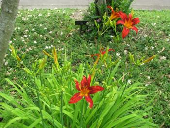 ヘメロカリス0611 ヘメロカリス0611