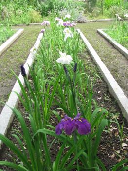 ハナショウブ0611 ハナショウブ0611