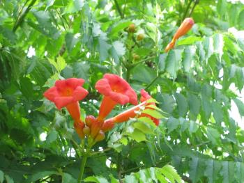 アメリカノウゼンカズラ0608 アメリカノウゼンカズラ0608